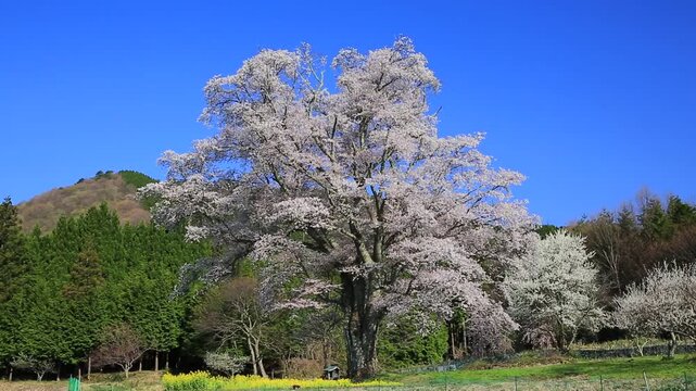 千鳥別尺のヤマザクラ