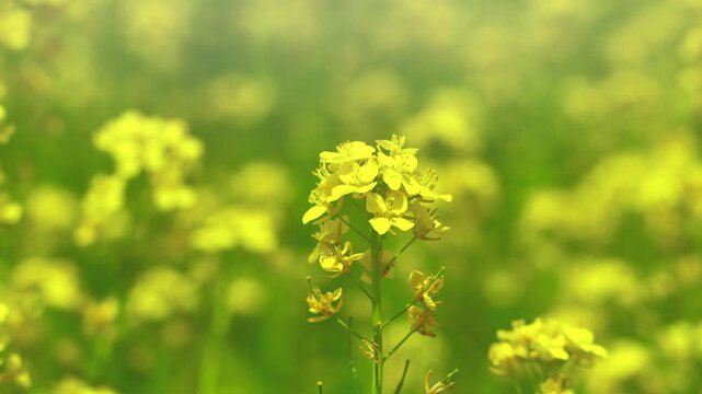 菜の花畑　春イメージ