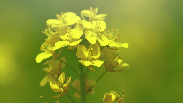 菜の花畑　春イメージ