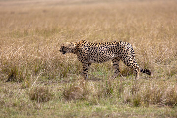 Cheetah walking in profile through golden dry grass on the plains. Masai Mara National Reserve Kenya. © theStorygrapher