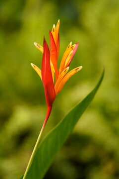 Heliconia hirsuta common names are Hairy Heliconia, False Bird of Paradise, Wild Plantain and scientific name is Heliconia hirsuta.