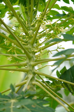 Papaya flower common names are Papaya flower, Pawpaw blossom, Papaw flower, Tree melon blossom and scientific name is Carica papaya.