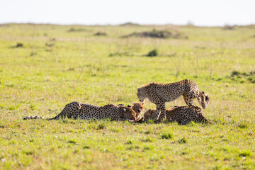 A group of cheetahs feeds on a kill in the open grassland. Masai Mara National Reserve Kenya. © TheStorygrapher