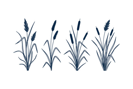 Hand drawn vector illustrations of various marsh plants including cattails, reeds and swamp grasses