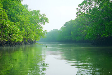 Lush green mangrove forest river surrounded by dense trees and calm water © NasimaNasrin