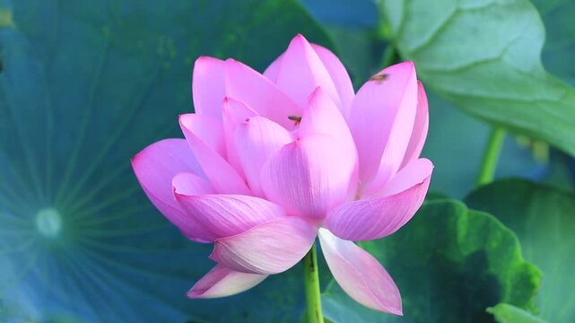 水辺の花」の写真素材 | 28,304件の無料イラスト画像 | Adobe Stock