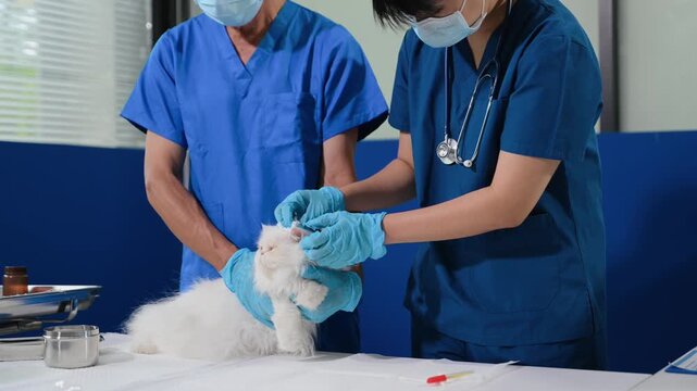 Compassionate veterinarians administer a vaccine injection to a calm fluffy white Persian cat during a routine medical examination at an animal clinic.