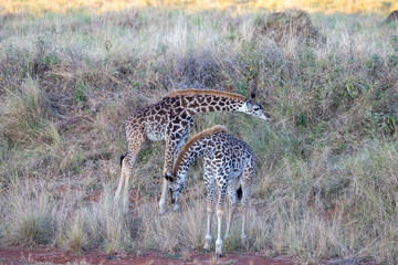 Two young Masai giraffes stand among tall grass in the early morning. Masai Mara National Reserve Kenya. © TheStorygrapher