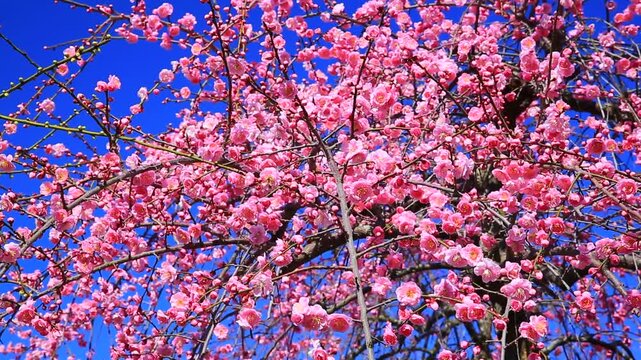 青空と梅の花