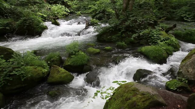 奥入瀬渓流