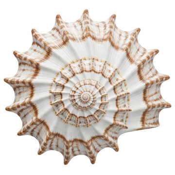A beautifully detailed, high-resolution close-up of a large, ornate marine conch shell with intricate spiral patterns and natural brown and white striped markings against a pristine white background