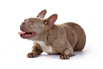 Fototapeta premium Lilac brindle French Bulldog dog lying down on white studio background