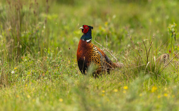 maenlicher Jagdfasan (Phasianus colchicus)