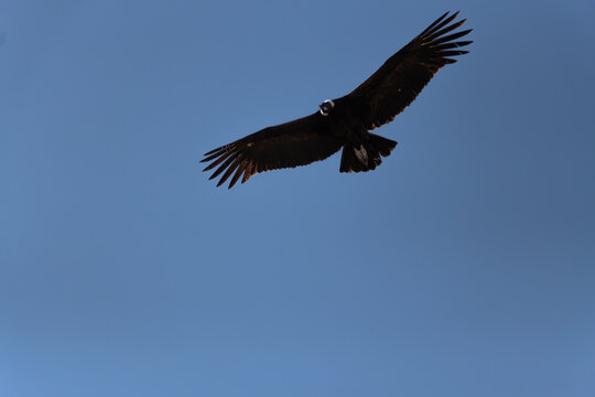 Condor en Colca