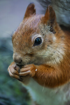 A gray-red squirrel eats on the ground. Side view