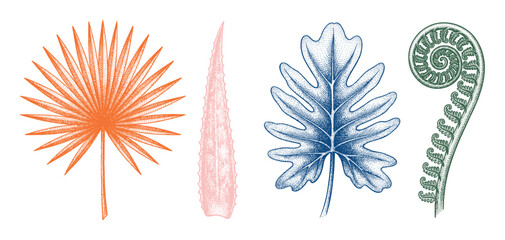 Tropical leaves illustration with distinct textured orange palm, pink succulent, blue philodendron ©  MVectors