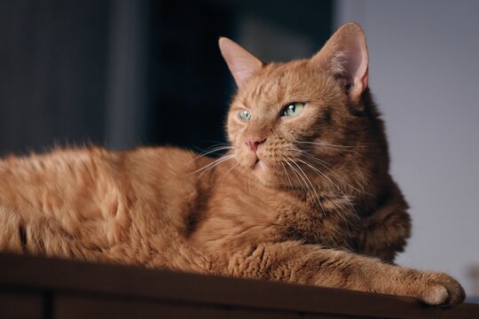 Portrait of cute Ginger cat on the Table looking away. 