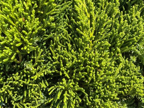 Close-up photo of Asian pine leaves