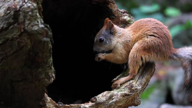 A red squirrel at the base of a large tree is eating seeds; it gathers and consumes them, deftly handling them with its paws, before shifting its posture and glancing around warily in the daylight