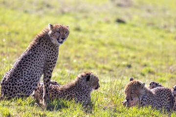 A mother cheetah sits alert among her cubs in the grass. Masai Mara National Reserve Kenya. © theStorygrapher