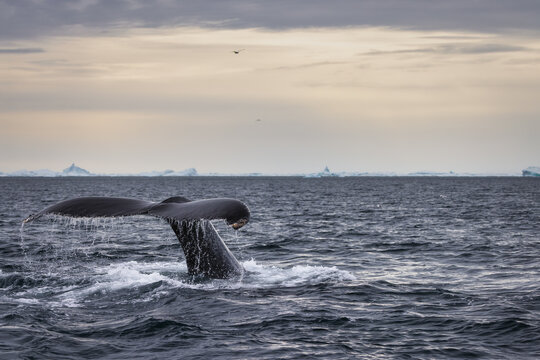 Humpback whale tail in Ilulissat Icefjord in Greenland