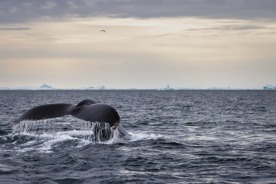 Humpback Whale Fluke in Disko Bay near Ilulissat, Greenland
