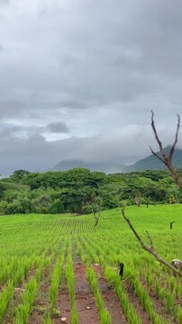 Green rice field in Tawui village Sumba Island East Nusa Tenggara  