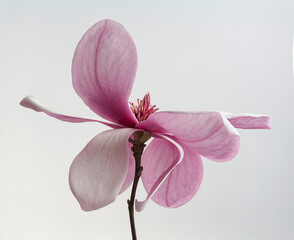 Elegant Pink Magnolia Blossom with Soft White Petals Close Up © DEWINs