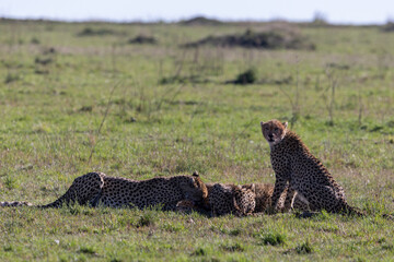 Cheetahs rest in the grass with one cub sitting upright. Masai Mara National Reserve Kenya. © TheStorygrapher