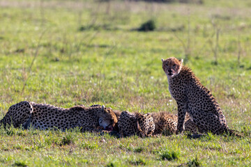 A cheetah sits upright beside its resting companions on the savanna. Masai Mara National Reserve Kenya. © theStorygrapher