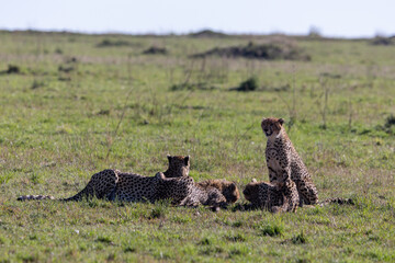 A family of cheetahs rests together in the grass with two sitting. Masai Mara National Reserve Kenya. © TheStorygrapher