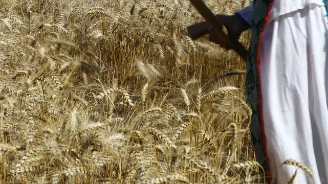 Woman farmer in traditional folk costume with hat is reaping wheat manually with a scythe, harvest in the traditional rural way.