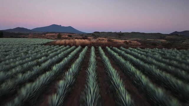 drone footage of an agave field in tequila mexico