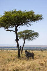 A common eland stands beside acacia trees on the open savanna. Masai Mara National Reserve Kenya. © TheStorygrapher