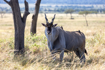 A common eland stands in dry grass beside a tree. Masai Mara National Reserve Kenya. © TheStorygrapher