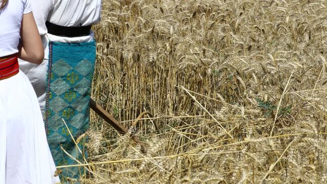 Woman farmer in traditional folk costume with hat is reaping wheat manually with a scythe, harvest in the traditional rural way.