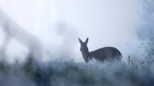 European Roe Deer Foraging in Frosty Farmland at Winter Sunrise | 4K Wildlife