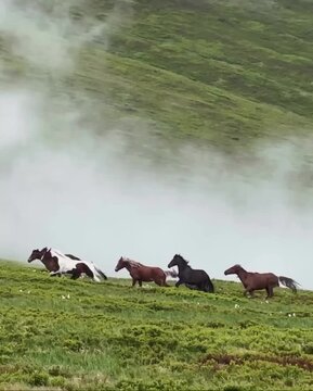 Herd of wild horses galloping across green mountain pasture with low clouds and rising mist