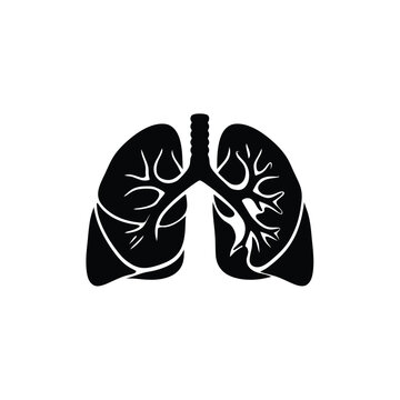 Human lungs with trachea and bronchi