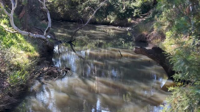 Eucalyptus branches, and dense native riparian bushland line the murky waterway. Toolern Creek in Melton, Melbourne, Australia.