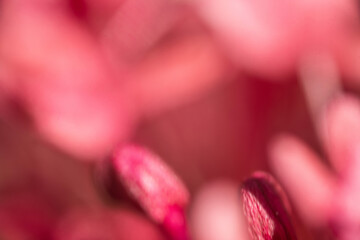 makro nah blume pink © fotorena.de