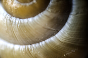 schnecke makro nah tier haus © fotorena.de