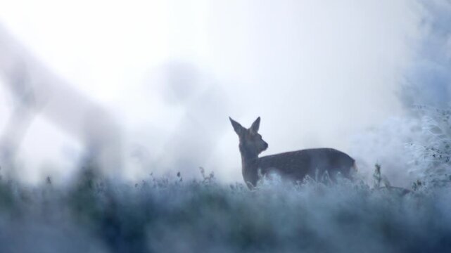 European Roe Deer Foraging in Frosty Farmland at Winter Sunrise | 4K Wildlife