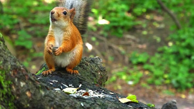 A red squirrel at the base of a large tree is eating seeds; it gathers and consumes them, deftly handling them with its paws, before shifting its posture and glancing around warily in the daylight