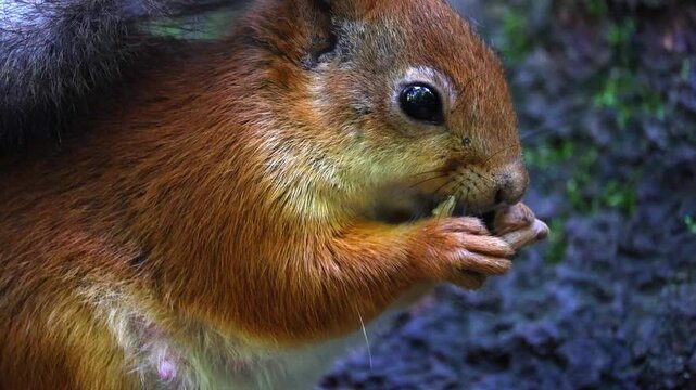 A red squirrel at the base of a large tree is eating seeds; it gathers and consumes them, deftly handling them with its paws, before shifting its posture and glancing around warily in the daylight