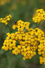 Bumblebee collecting nectar from bright yellow common tansy flowers (Tanacetum vulgare). Close-up of a pollinator at work in a summer meadow with soft green bokeh and natural light. © Do