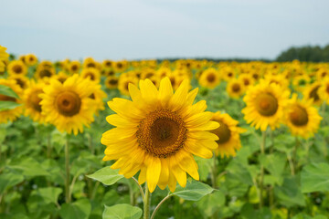 Obraz premium Closeup sunflower head in expansive field of yellow blooms beneath soft sky, with sharp petals, rich central disk, and layered floral rows fading toward distant trees