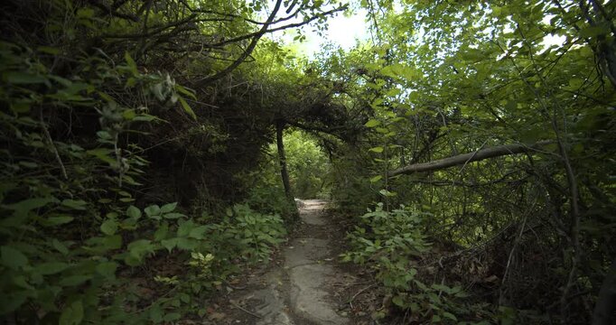 An authentic scene of a young female hiker walking along a narrow dirt path under a natural tree canopy. Perfect for wellness and outdoor adventure content.