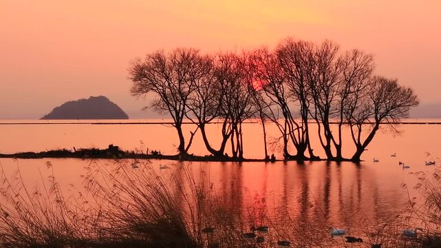 琵琶湖の夕日と白鳥