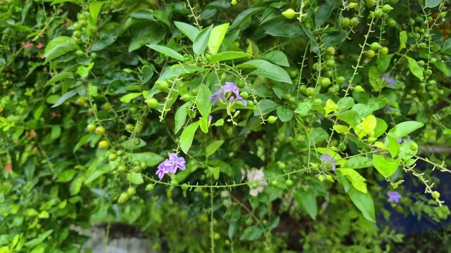Close up view of Duranta erecta of Golden Dewdrop plant.	